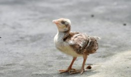 网红吃瓜小霖霖是谁啊